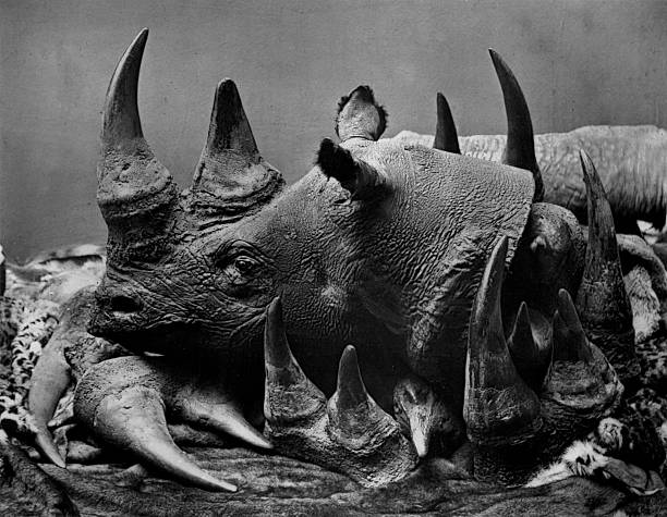 19 ème siècle chasse illégale de rhinocéros - Photo