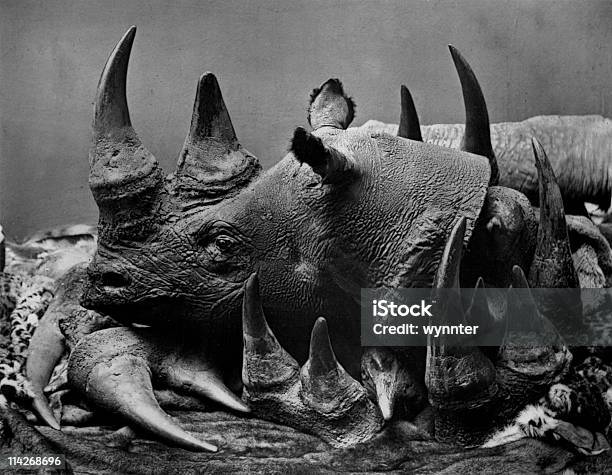19 Secolo Bracconaggio Di Rinoceronte - Fotografie stock e altre immagini di Bracconaggio - Bracconaggio, Rinoceronte, Caccia - Sport con animali