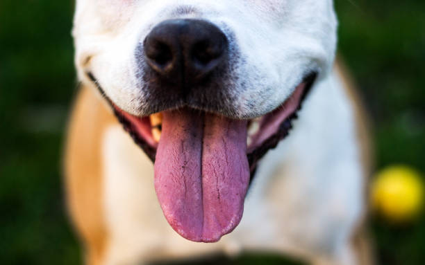 istock Dog having a big smile 1142687114