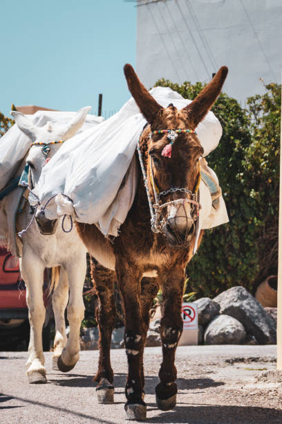 istock donkeys carry heavy bags on their backs 1142688317