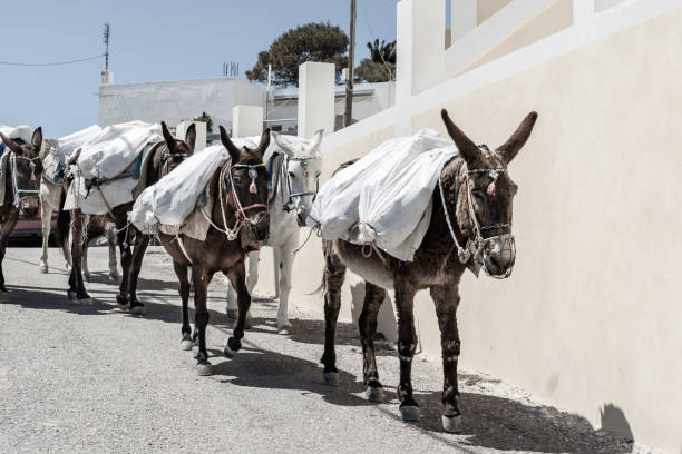istock donkeys carry heavy bags on their backs 1142688321