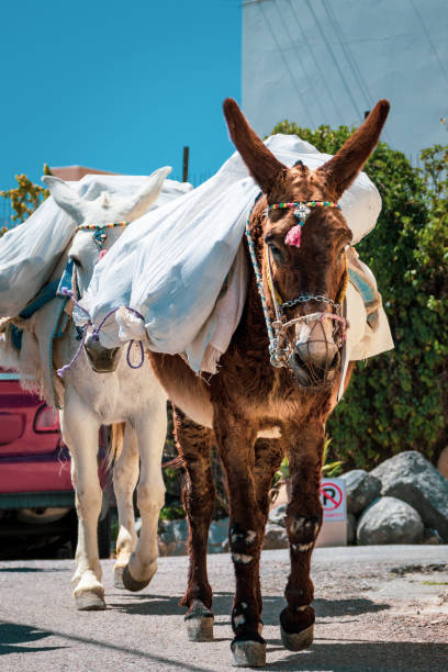 istock donkeys carry heavy bags on their backs 1142688348