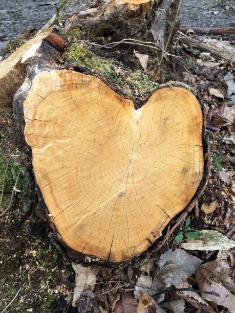 istock Wooden heart 1142688420