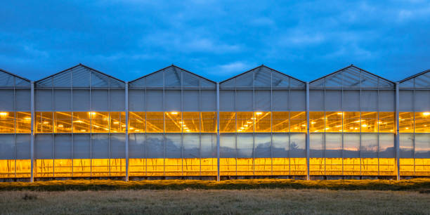 istock Illuminated industrial greenhouse 1142688700