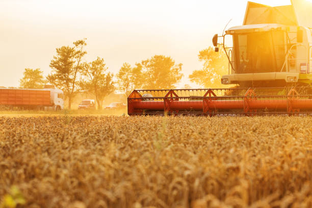 istock Harvester in wheat field 1142689693
