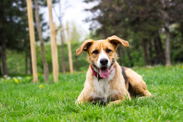 Portrait of cute mixed breed dog Portrait of cute mixed breed dog resting in the city park and looking arround mongrel dog stock pictures, royalty-free photos & images