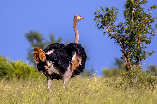 South African Ostrich (Struthio camelus australis) male looking backward from green savannah