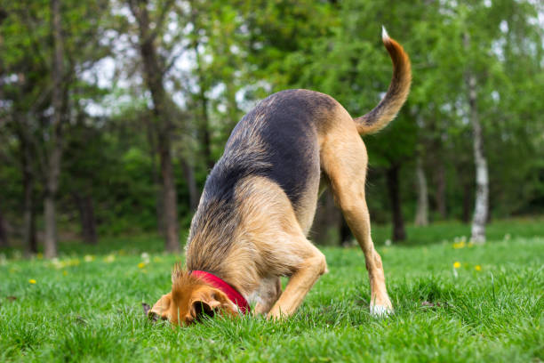 dog dig a hole - burying ground imagens e fotografias de stock