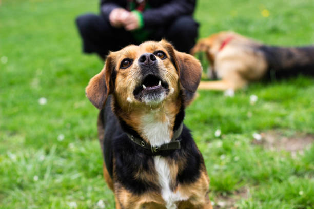 istock Funny dog laughing 1142691420