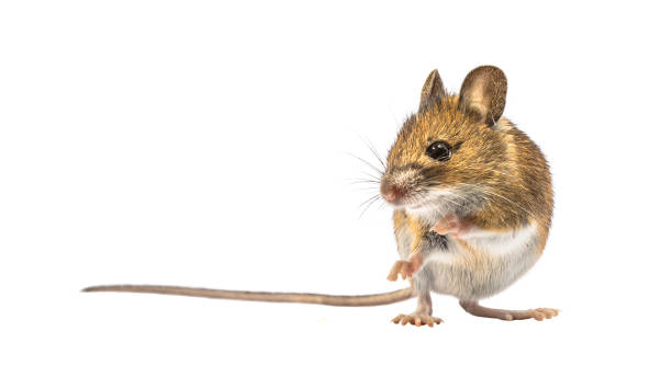 Beautiful mouse isolated on white background