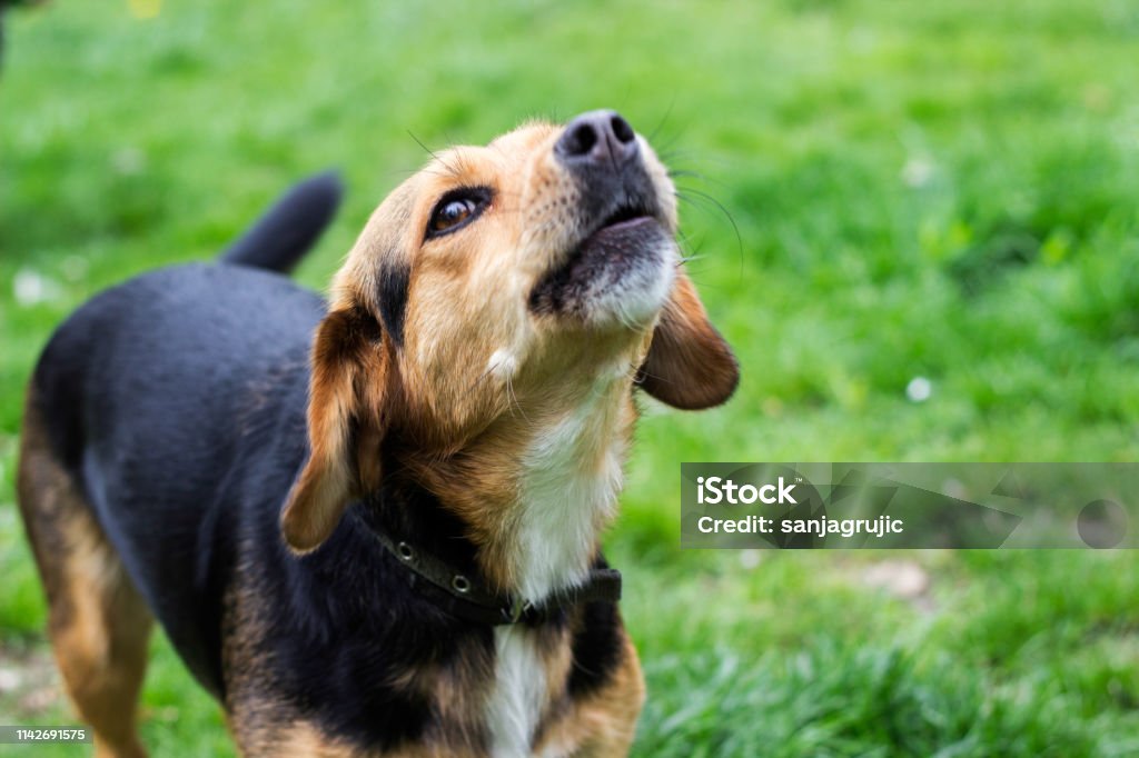 Howling dog Cute small dog stands on a green field while howling. Springtime/Summer Dog Stock Photo