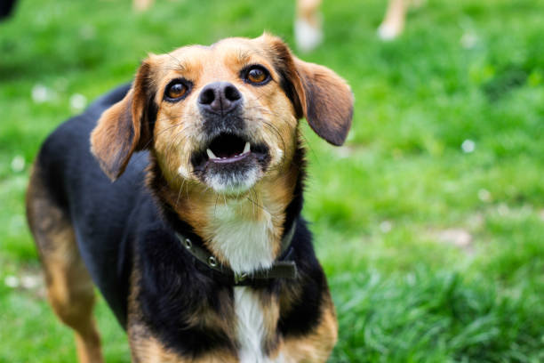 istock Funny dog laughing 1142691576
