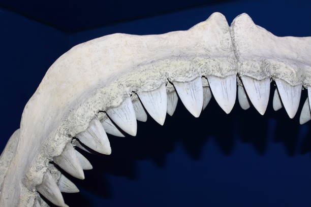 istock Jaws shark. Shark's sharp teeth. Bone jaw shark. 1142691592