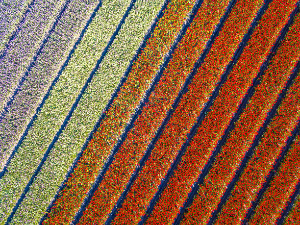 Aerial view Tulip field