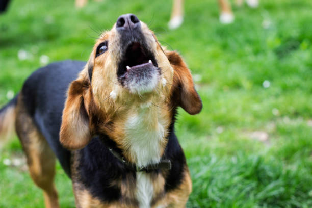 perro aullando - bark fotografías e imágenes de stock