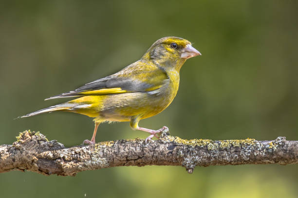 istock Greenfinch in the sun 1142693272