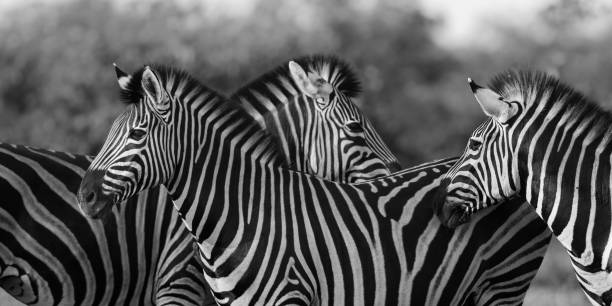 istock Three Common Zebra grooming in black and white 1142693289