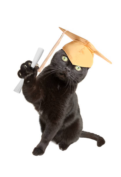 istock Black Cat Graduate With Cap and Diploma 1142693321