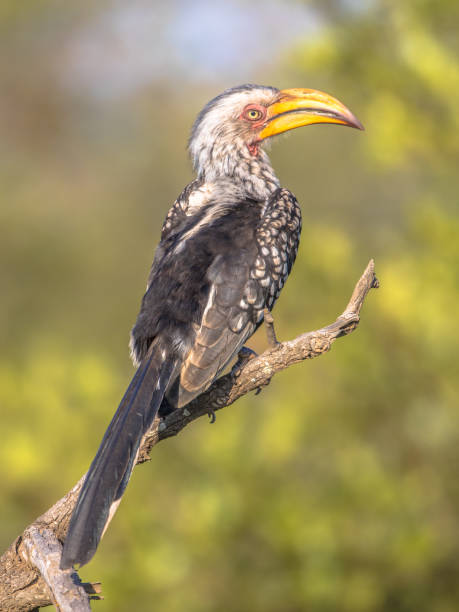 istock Southern yellow billed hornbill on branch 1142694043
