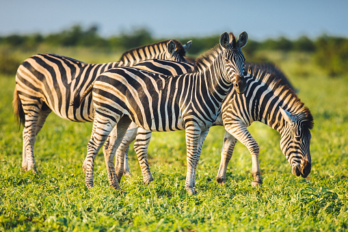 Three Common Zebras (Equus quagga) grazing in bushveld savanna of Kruger national park South Africa in bright colors