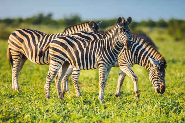 Three Common Zebras grazing on savanna in bright colors Three Common Zebras (Equus quagga) grazing in bushveld savanna of Kruger national park South Africa in bright colors bushveld photos stock pictures, royalty-free photos & images