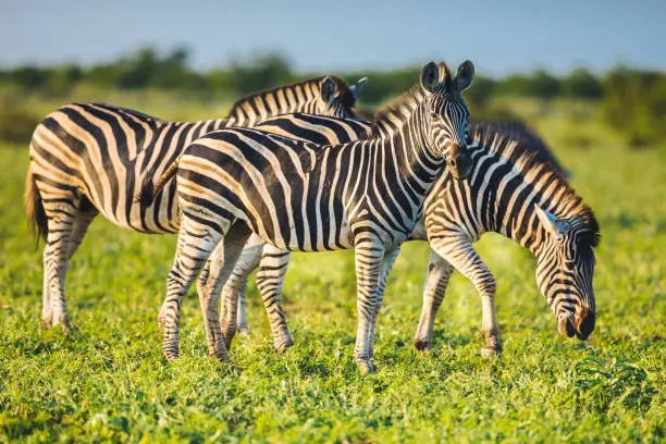 Photo of Three Common Zebras grazing on savanna in bright colors
