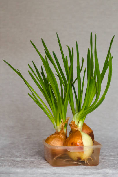 istock Sprouted green onions. Bulbs with fresh sprouts on grey background in the kitchen. Studio shot. Minimal composition 1142694340