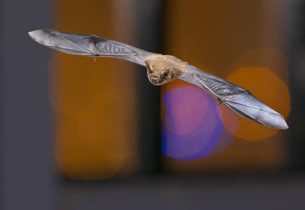 istock Pipistrelle bat on colorful background 1142695546
