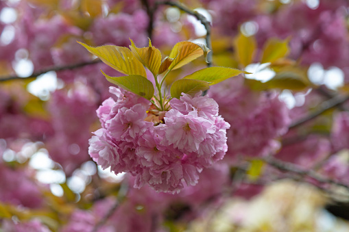 Close-up on the flowers of a Prunus serrulata or Japanese cherry (also called hill cherry, oriental cherry or East Asian cherry). it is a species of cherry native to China, Japan, Korea and India.
