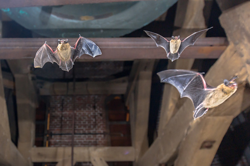 Three Pipistrelle bats (Pipistrellus pipistrellus) flying in church tower