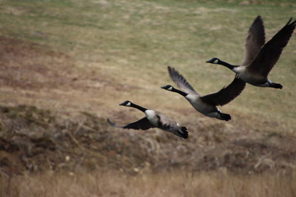 istock Trio Canadian Geese 1142695649