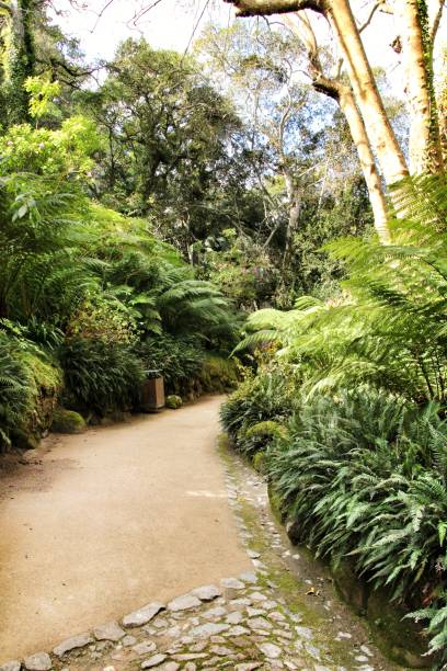 istock Path between green vegetation in a garden 1142697740