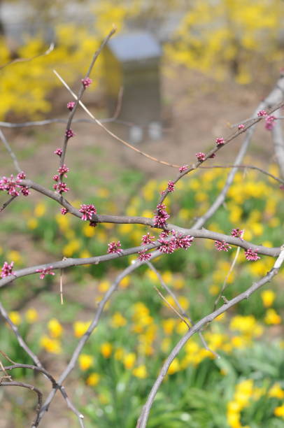 istock The Redbud and the Forsythia 1142697748