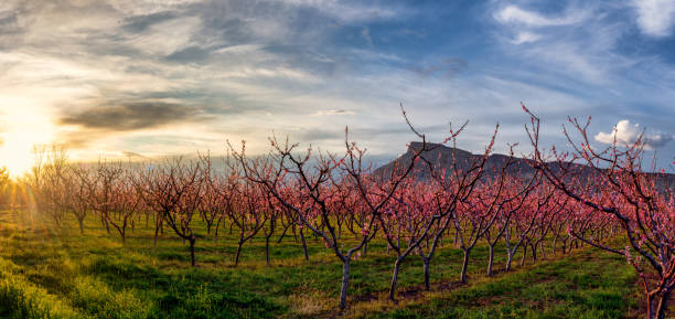 Beautiful pink peach blossoms on the trees in the orchard in Palisade Colorado with Mt. Garfield in the distance at dusk