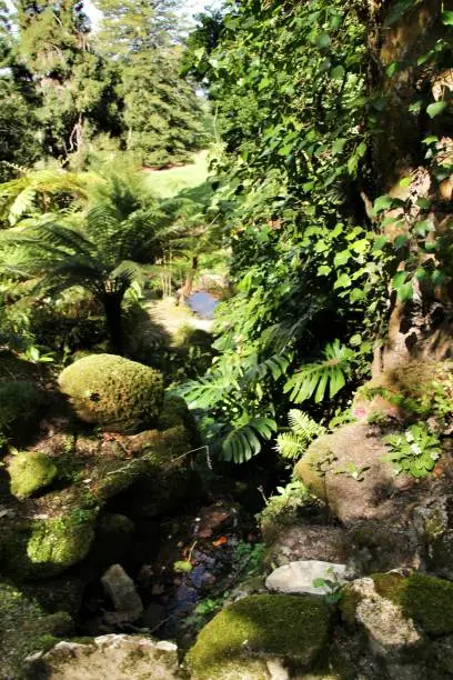 Photo of Leafy and green garden with big ferns in Sintra