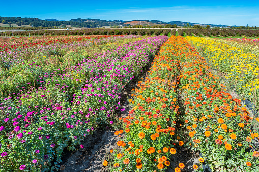 Stock photograph of floriculture with colorful Common Zinnia flowers in the Willamette Valley, Oregon, USA on a sunny day