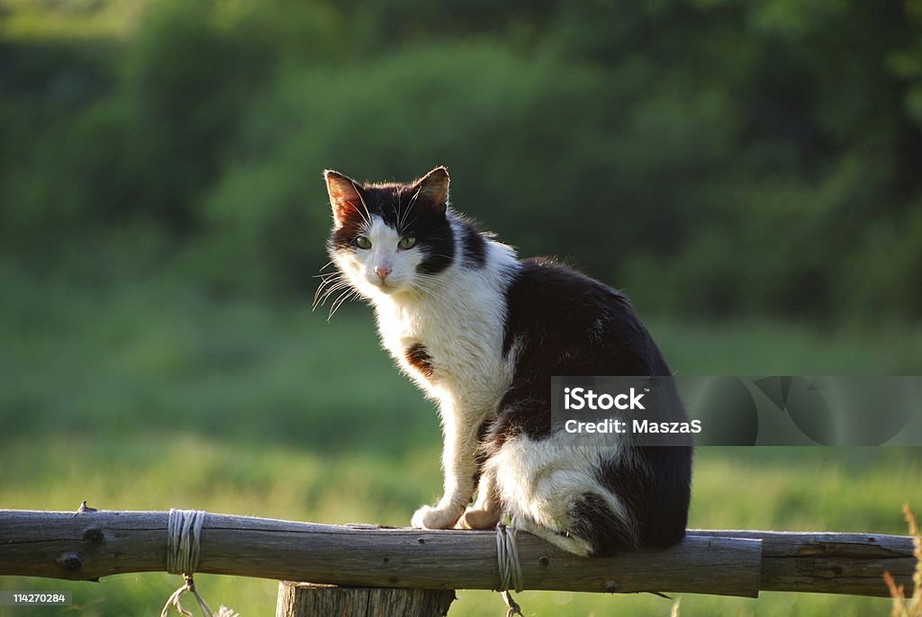 Rural cat sitting on fence  Animal Stock Photo