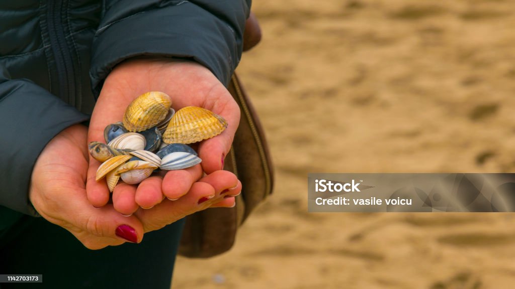 Shells colored in the palm of a girl, on a beach in the Netherlands, from the North Sea. Adult Stock Photo