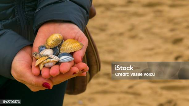 Shells Colored In The Palm Of A Girl On A Beach In The Netherlands From The North Sea Stock Photo - Download Image Now