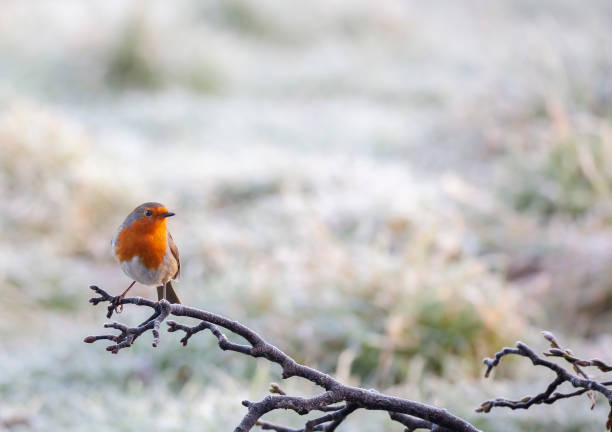 ein europäischer robin, erithacus rubecula, der auf einem frostigen ast mit defokussiertem schneehintergrund thront. - rotkehlchen stock-fotos und bilder