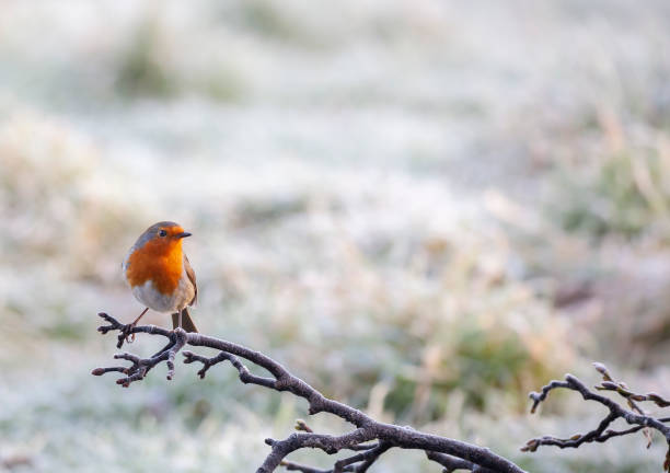 A European Robin, Erithacus rubecula, perching on a frosty branch with a defocussed snowy background. stock photo