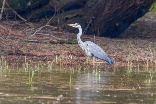 istock The Hunting Grey Heron (Ardea cinerea) Grey Heron Waters Edge 1142707568