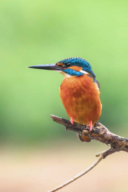 istock Common Kingfisher (Alcedo atthis) Eurasian Kingfisher Bird sitting on a Branch 1142708487