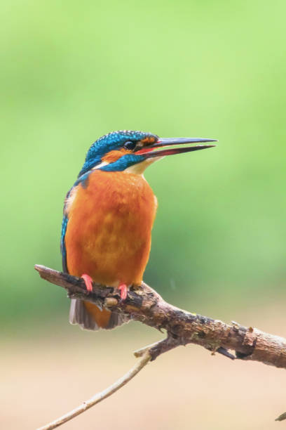 istock Common Kingfisher (Alcedo atthis) Eurasian Kingfisher Bird sitting on a Branch 1142711171
