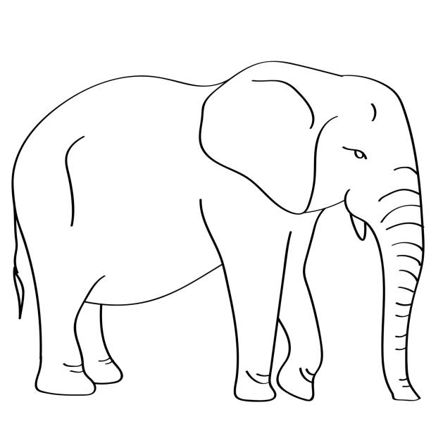 слон плоская иллюстрация на белом - elephant animal isolated white background stock illustrations