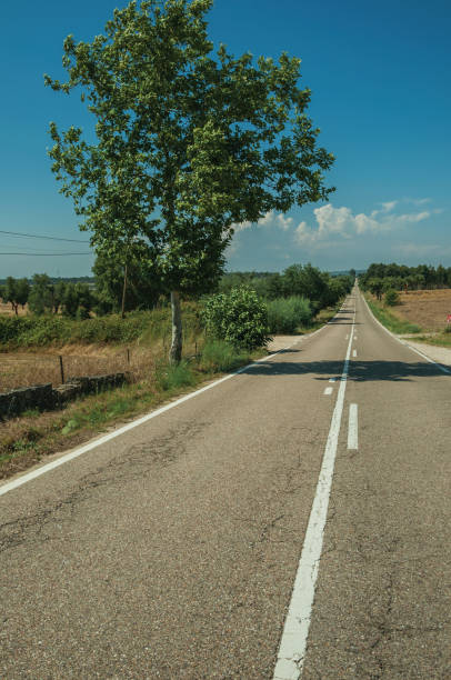 istock Road through rural landscape with farmed fields and tree 1142712043