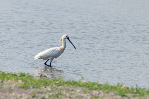 istock Eurasian Spoonbill standing in the shallow water (Platalea leucorodia) Common Spoonbill 1142712112