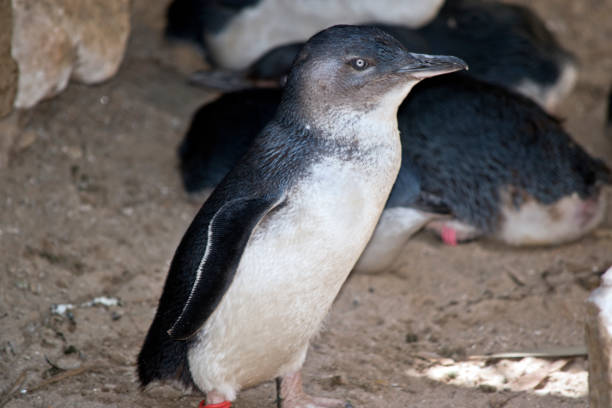 istock a fairy penguin on land 1142713107
