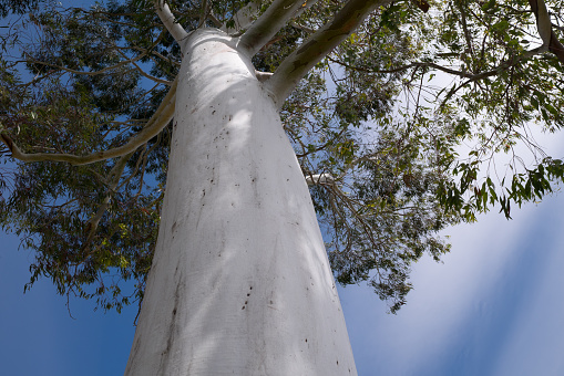 Look up a eucalyptus tree