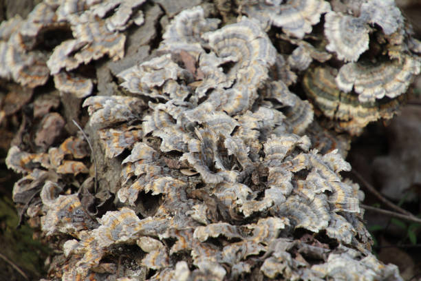 istock Fungus in the Woods 1142713240